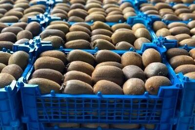  صادرات قابل‌توجه کیوی مازندران به بازارهای جهانی