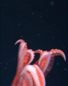  تصاویری شگفت‌انگیز از عمق ۱۷۲۹ متری اقیانوس