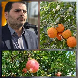  ۲۰۰۰ اصله نهال نارنج وانار در ساحل بندرکیاشهر کاشته می‌شود