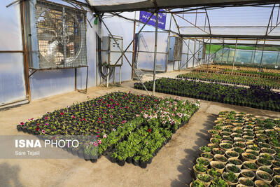  افتتاح بزرگترین گلخانه سلولزی جنوب‌شرق کشور - کرمان