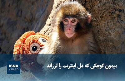  ویدیو/ میمون کوچکی که دل اینترنت را لرزاند