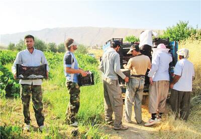 افزایش تولید در روستا با کشاورزی مردمی