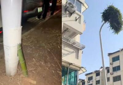  بامبوی شگفت‌انگیز شینچانگ: چگونه گیاه درون میله چراغ برق قد کشید؟/ عکس