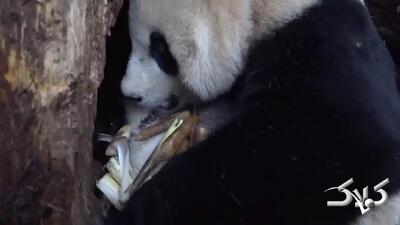  تصاویری از مهر مادری پاندا به توله‌اش | ویدئو - مجله اینترنتی کولاک