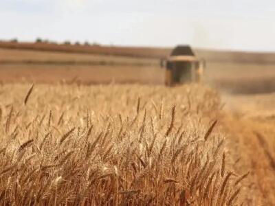  اصلاح قیمت خرید تضمینی گندم به کجا رسید؟