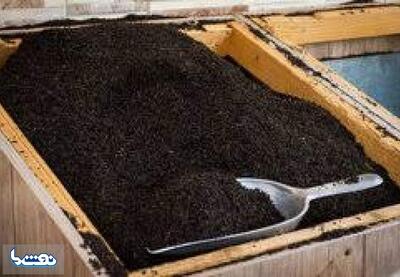  چای ایرانی در مسیر جهانی شدن! | نفت ما