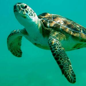  چهره ای از دنیای آرام حیات وحش