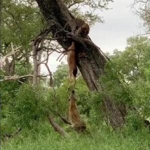 نبرد نفس‌گیر کفتار و پلنگ بر سر لاشه شکار