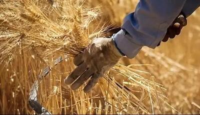  آخرین خبر از قیمت تضمینی گندم امروز چهارشنبه ۶ اسفند ۱۴۰۴ | نرخ گندم باید از این قیمت بالاتر باشد