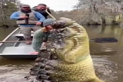  معماری طبیعت؛ این خارجیا فازشون چیه الان گاد چیکار کنه عین ماست وایساد کروکودیل خوردش