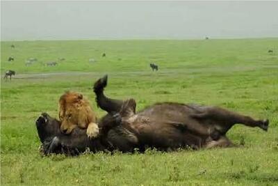  مستند حیات وحش؛ بوفالو عین سوسک دست و پا میزنه از دست شیر در بره