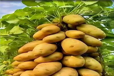  کشاورزی نوین؛ بوته سیب زمینی با گوجه پیوند میزنه محصول میده قد کله اش