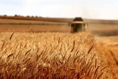  اصلاح قیمت خرید تضمینی گندم به کجا رسید؟