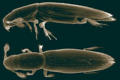  کوچکترین حشره جهان!