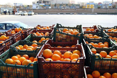  سهمیه ۵۰۰ تنی میوه شب عید برای چهارمحال و بختیاری