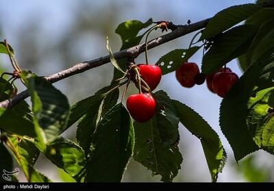  تامین 7500 نهال گردو و گیلاس در خراسان‌شمالی - تسنیم