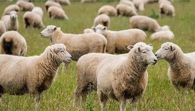  اجرای طرح تولید ملی در دامداری‌های فارس با تخصیص ۱۷۰۰ میلیارد ریال تسهیلات