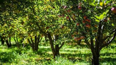  از سرمای کوهستان تا گرمای شکوفه‌ها؛ آماده سازی باغات لرستان