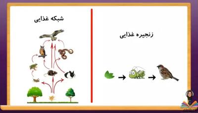  بررسی مفهوم زنجیره و شبکه غذایی