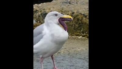  ویدیوی جالب بلعیدن ستاره دریایی توسط مرغ دریایی