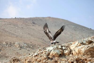  پایش تخصصی بیماری‌های حیات ‌وحش در شمیرانات کلید خورد