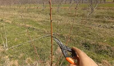  آموزش هرس اصولی درختان؛ همراه با انجام هرس روی بسیاری از درختان