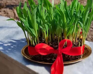  آموزش کاشت سبزه عید نوروز / سبزه ذرت، زیباترین سبزه عید !