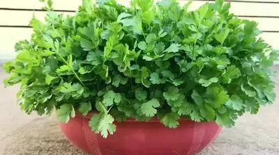  روشی برای پرورش سریع گشنیز، جوانه زنی ۱۰۰٪ و برداشت انبوه