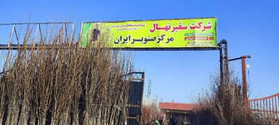  پک استثنایی خانه باغ؛ 20عدد نهال میوه 2 ساله فقط 980 هزار تومان +اشانتیون