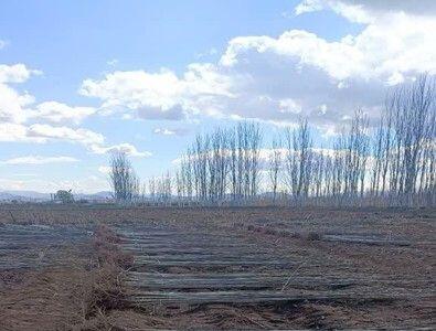  فروش نهال صنوبر فقط ۸ هزار تومان – طرح حمایتی ویژه جهاد کشاورزی با همکاری نهالستان شاه نهال