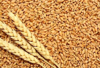  دولت به گندم یارانه می‌دهد؟