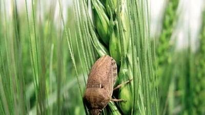  خطر ریزش سن مادری غلات در کمین 3100 هکتار مزارع غلات گناباد