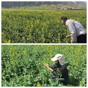  پایش شته مومی در مزارع کلزای شهرستان دره‌شهر