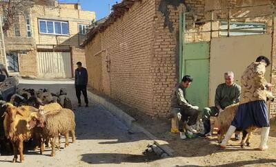  گام موثر چهارمحال و بختیاری در راستای توسعه دامپروری مدرن