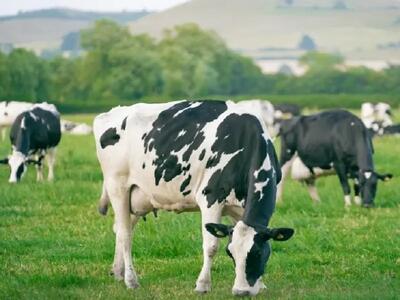  قیمت دام زنده امروز ۷ اسفند ۱۴۰۴