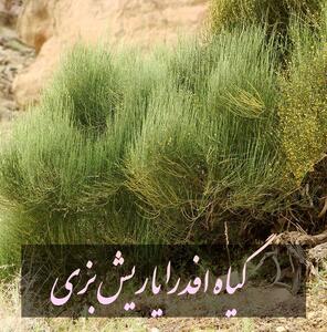  گیاه ریش بزی برای لاغری
