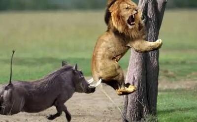  مستند حیات وحش؛ گراز عصبی به شیر حمله می کند