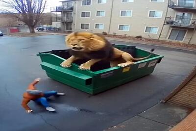  معماری طبیعت؛ شیر راه گم کرده اومده تو شهر زنه با دیدنش سکته رو رد کرد