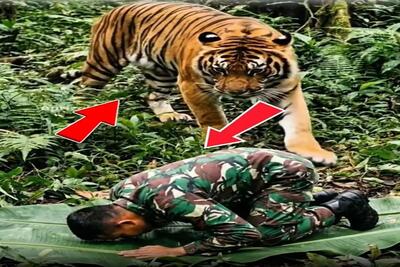  معماری طبیعت؛ ببر دید سرباز داره نماز میخونه به احترامش آروم دور شد ازش