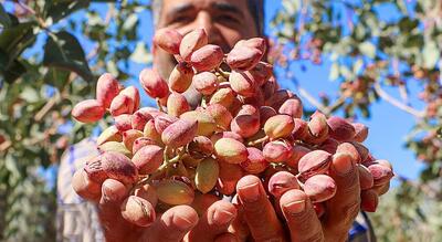  طلای سبز استان مرکزی؛ پسته زرندیه فرصتی برای اشتغال و ارزآوری منطقه