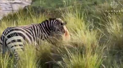  فرار باورنکردنی گورخر از چنگال شیر را ببینید