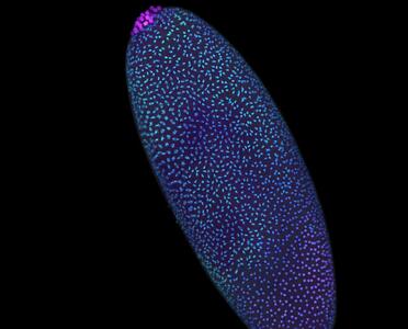 ساختار ژنوم انسان از نخستین لحظات زندگی با دقت شکل می‌ گیرد