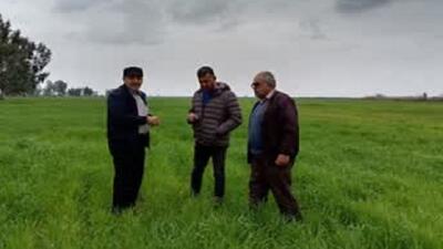  نظارت میدانی بر ۳۷۰۰ هکتار از مزارع طلایی؛ گندمزار‌های میاندورود زیر ذره‌بین کارشناسان