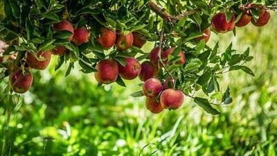  ذخیره سازی ۲۴۰ تن میوه ایام عید نوروز  در گیلان