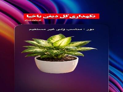  گیاه دیفن باخیا رو چطور نگهداری کنیم؟!