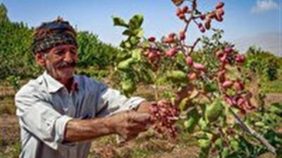  خراسان شمالی؛ قطب رو به رشد تولید پسته در کشور
