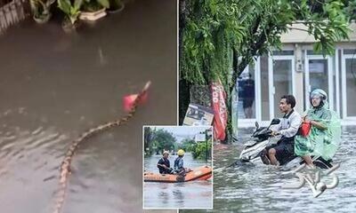  پیتون‌های غول پیکر به خیابان‌های سیل‌زده اندونزی آمدند