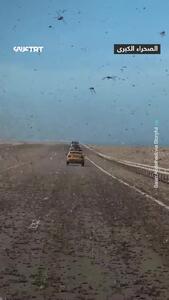  هجوم میلیون‌ها ملخ به یک بزرگراه