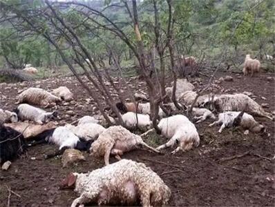  حمله گرگ‌ها به گوسفندان؛ شبی تلخ در منطقه جرگلان خراسان شمالی