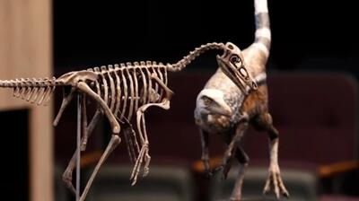  کشف دایناسوری اندازۀ کلاغ!